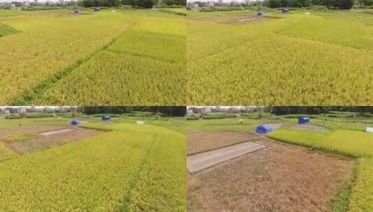 金黄的稻田高清在线视频素材下载