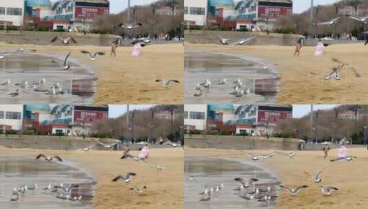 海滩上的海鸥高清在线视频素材下载