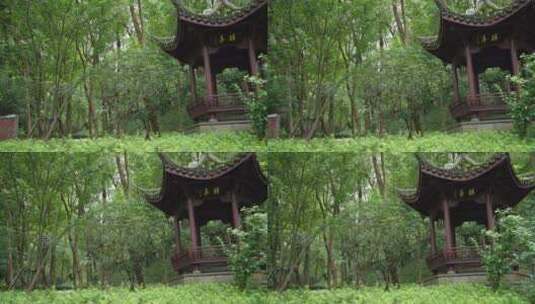 杭州三台山景区法相唐樟高清在线视频素材下载