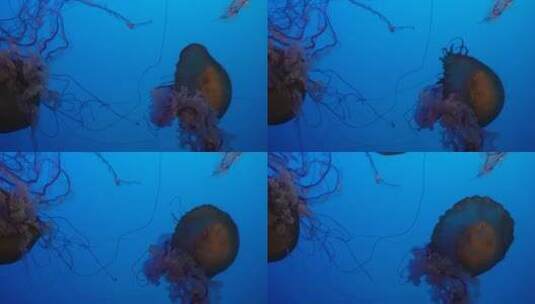 特写深海神秘巨型水母海蜇高清在线视频素材下载