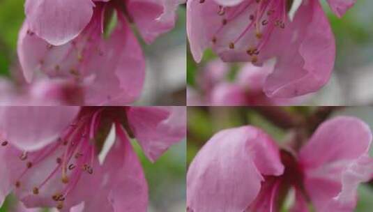 写桃花花朵花蕊花瓣春天高清在线视频素材下载