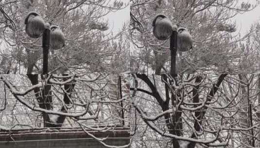 【镜头合集】鹅毛大雪雪景树枝上的积雪高清在线视频素材下载