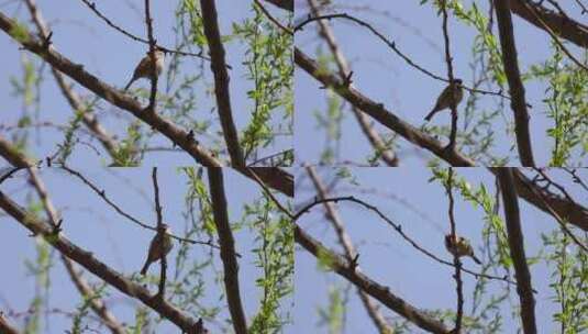 树上的小鸟高清在线视频素材下载