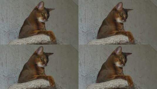 正在休息的棕猫高清在线视频素材下载