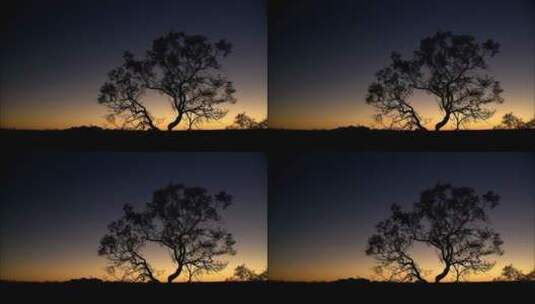 夕阳下的大树高清在线视频素材下载