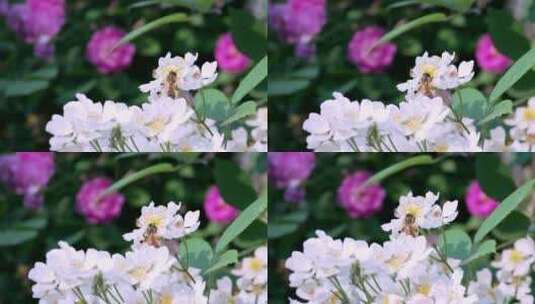 盛开的白色蔷薇花上采蜜的蜜蜂高清在线视频素材下载