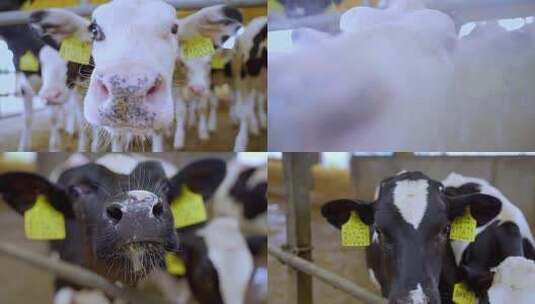 奶牛看着镜头高清在线视频素材下载