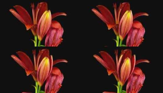 红百合花盛开高清在线视频素材下载