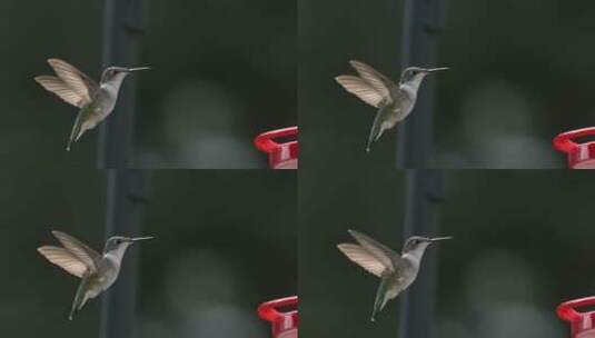 慢动作蜂鸟飞行高清在线视频素材下载