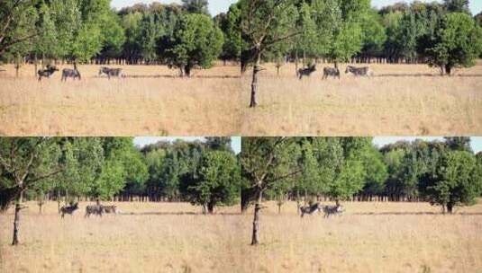 移动镜头草原上吃草的斑马高清在线视频素材下载