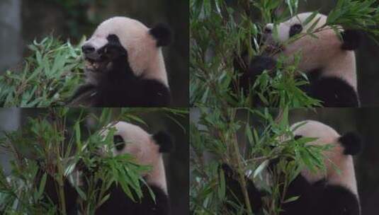吃竹子的熊猫高清在线视频素材下载