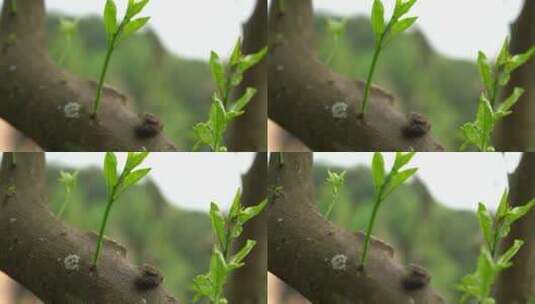 树干新枝叶镜头变焦高清在线视频素材下载