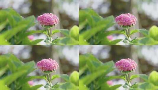 绣球花花卉植物风景高清在线视频素材下载