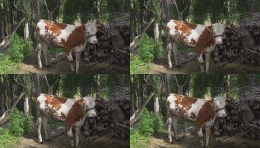 一只吃草的奶牛高清在线视频素材下载