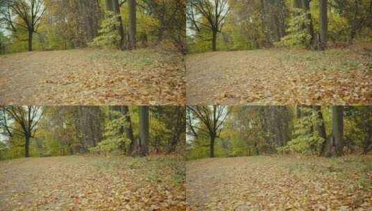 秋天的森林里面的落叶高清在线视频素材下载