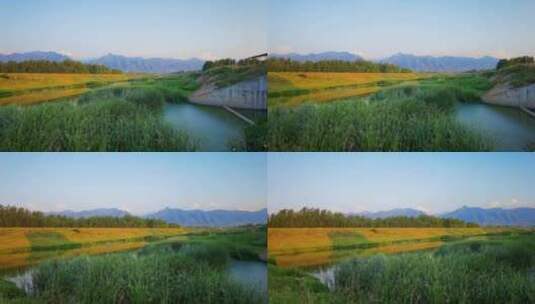 4K高清实拍渭南罗纹河湿地芦苇湖泊风景生态高清在线视频素材下载