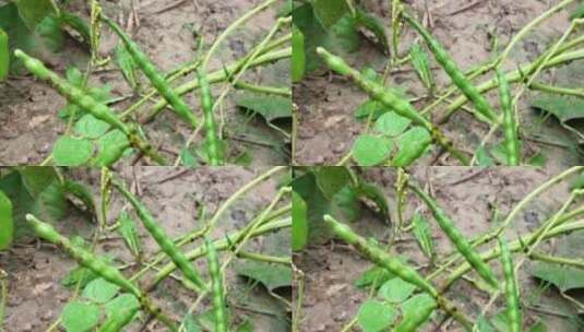 绿色豆子种子高清在线视频素材下载