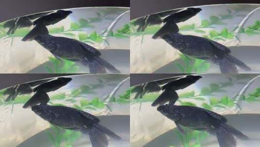 海洋馆游动的小鱼高清在线视频素材下载