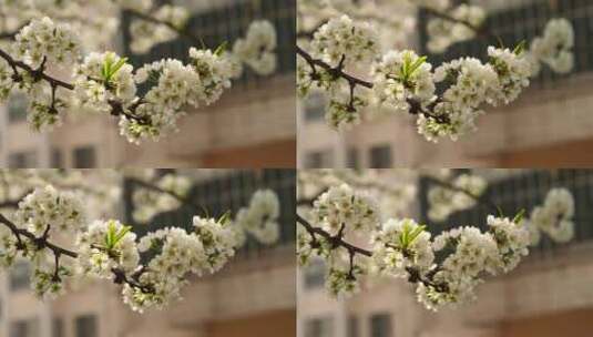 东北春天万物复苏场景，花开，绿叶高清在线视频素材下载