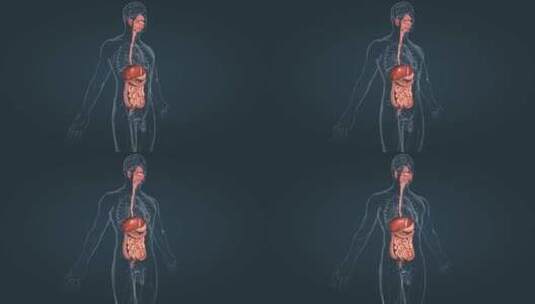 3D医学消化分泌系统口腔食管肠胃肝脏动画高清在线视频素材下载