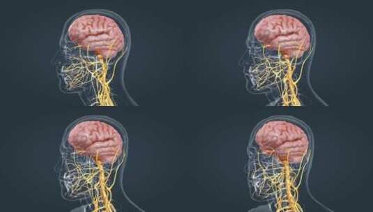 医学人体大脑神经高清在线视频素材下载