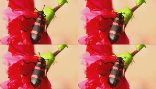 红花上的黑红甲虫高清在线视频素材下载