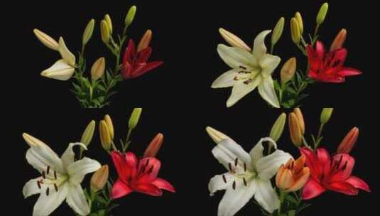 美丽的百合花绽放高清在线视频素材下载