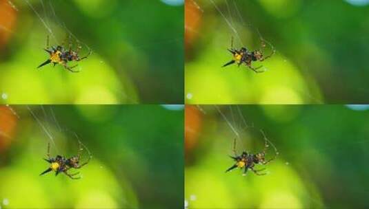 蜘蛛网上的蜘蛛高清在线视频素材下载