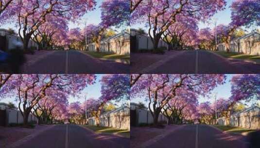 盛开的紫色花树下来往的行人高清在线视频素材下载