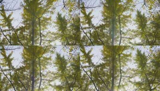 金色阳光透过树林唯美空镜实拍高清在线视频素材下载