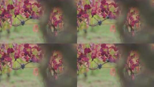 葡萄树上成熟的葡萄特写高清在线视频素材下载