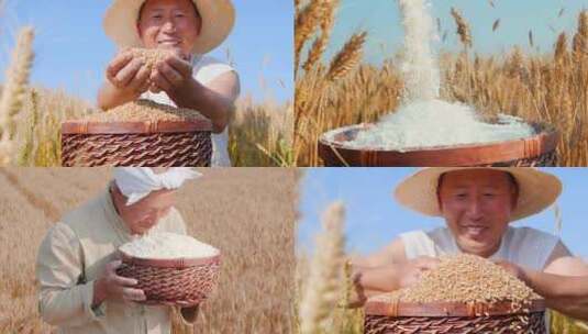 小麦麦田 麦子成熟高清在线视频素材下载