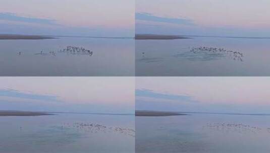 大雁飞行 候鸟群飞航拍 鄱阳湖高清在线视频素材下载