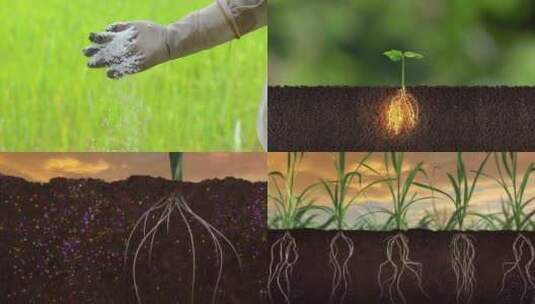 农业化肥施肥植物营养吸收植物根部高清在线视频素材下载