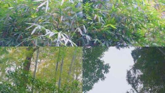 杭州植物园树林竹林特写视频素材高清在线视频素材下载