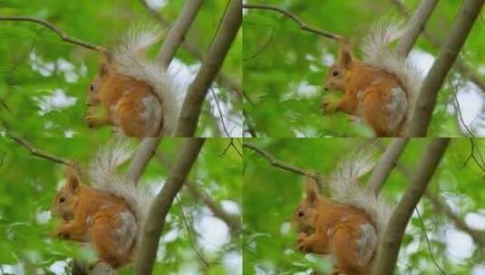 树上的松鼠吃东西高清在线视频素材下载