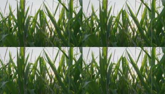农田玉米高清在线视频素材下载