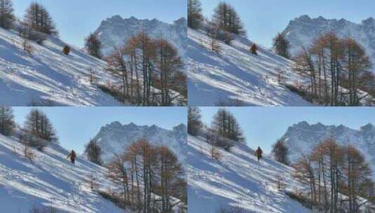 实拍登雪山画面高清在线视频素材下载