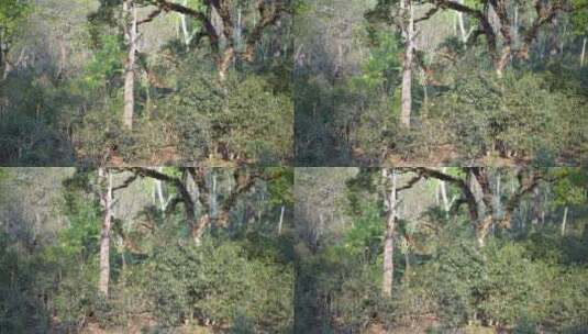 古茶树古树植物参天大树雨林热带雨林高清在线视频素材下载