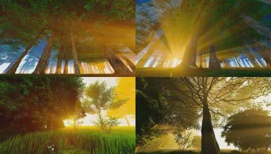 森林大自然清晨阳光照射高清在线视频素材下载