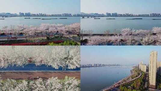 【合集】杭州滨江樱花跑道高清在线视频素材下载