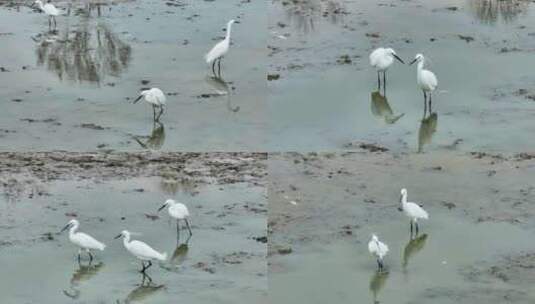 湖岸池塘鸟类鸟群白鹭群觅食高清在线视频素材下载