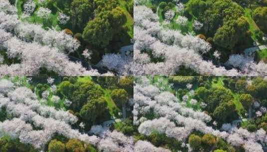 无锡金匮公园樱花航拍上升视角高清在线视频素材下载