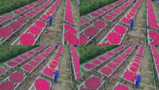 海南三亚博后村农民晾晒成玫瑰化妆品精油高清在线视频素材下载