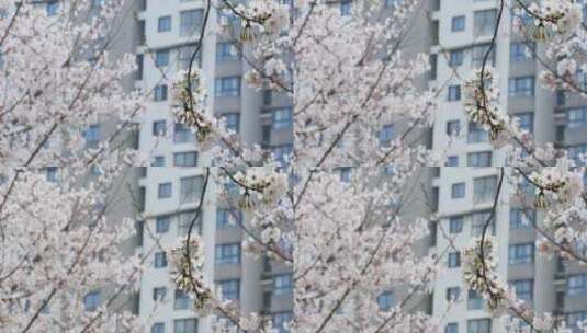 公寓楼前樱花盛开 春回大地阳光春意高清在线视频素材下载