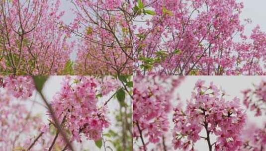 春天粉红色樱花盛开高清在线视频素材下载