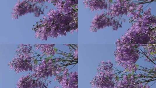 盛开的蓝花楹高清在线视频素材下载