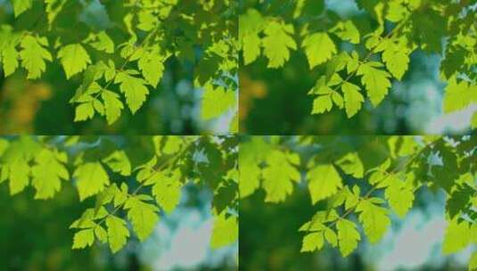 立夏阳光下的树叶新绿高清在线视频素材下载