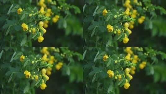 望江南 蛇灭门  花朵 黄花 绿叶高清在线视频素材下载