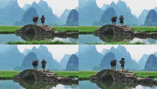 广西桂林状元桥老人牵牛 意境高清在线视频素材下载